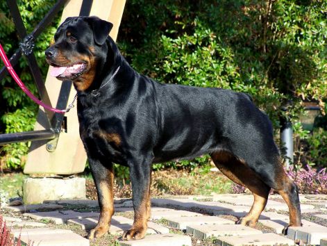 dogs-rottweiler-new-images-fullscreen-hd-wallappers-rottweiler-dog.jpg