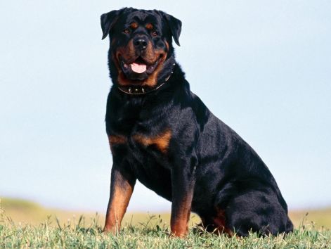 lovely-rottweiler-dog-photo.jpg