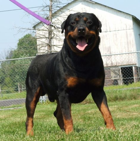 rottweiler-dog-cool-wallpapers-hd-images.jpg
