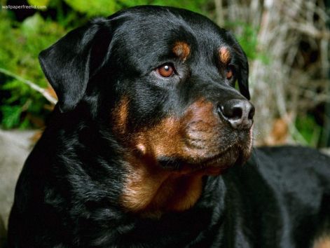 rottweiler-dog-face-photo.jpg