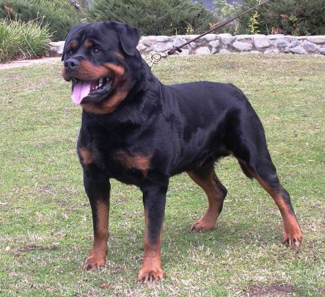 rottweiler-dog-pictures.jpg