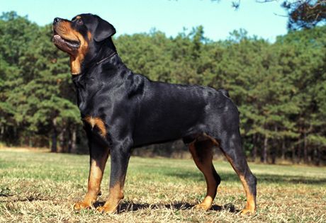 rottweiler.jpg