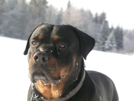 rottweiler_kopf.jpg