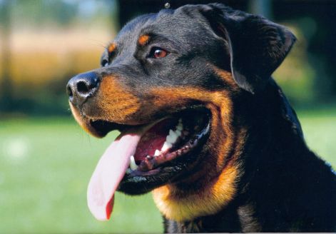 rottweiler_kopf_2.jpg