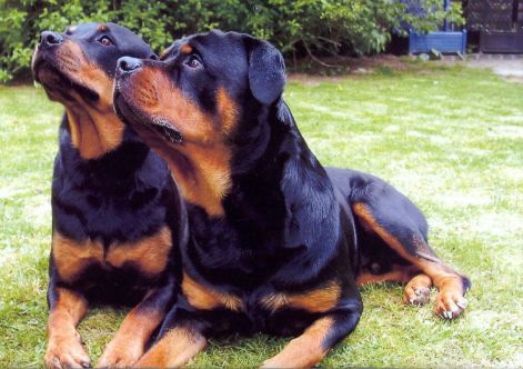 rottweiler_mal_2.jpg