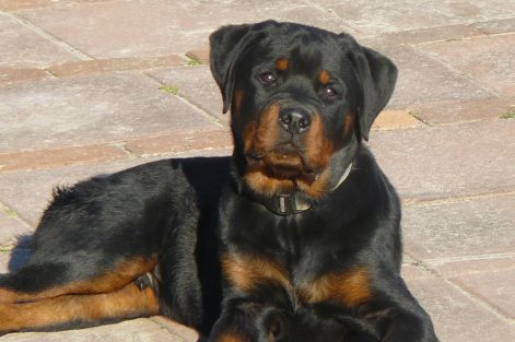rottweilers-221.jpg
